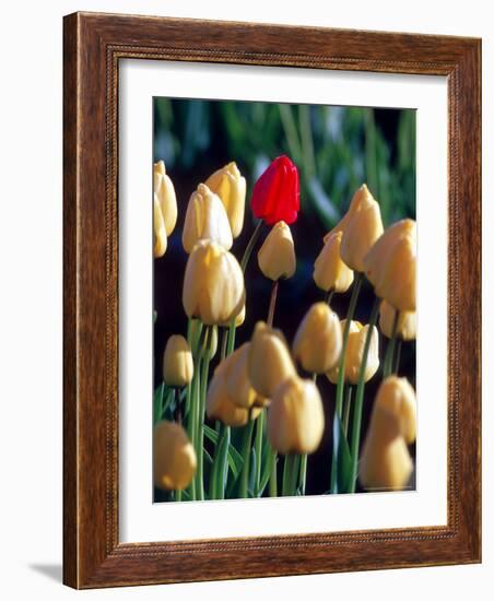 Red Tulip, Washington, USA-William Sutton-Framed Photographic Print