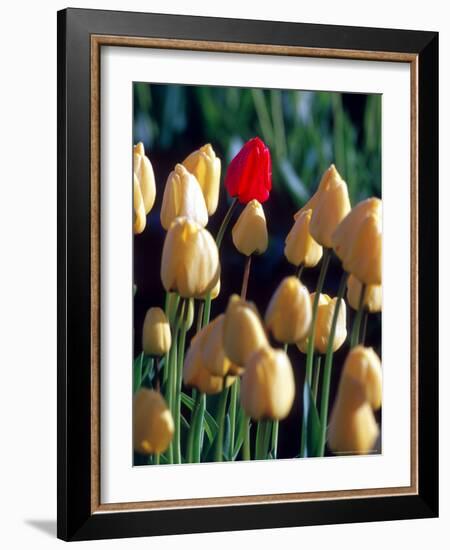 Red Tulip, Washington, USA-William Sutton-Framed Photographic Print