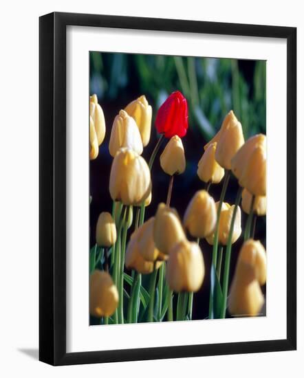 Red Tulip, Washington, USA-William Sutton-Framed Photographic Print