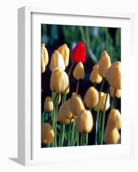 Red Tulip, Washington, USA-William Sutton-Framed Photographic Print