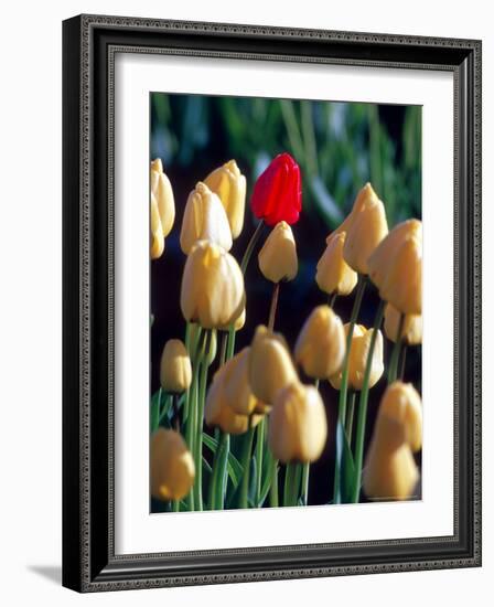 Red Tulip, Washington, USA-William Sutton-Framed Photographic Print