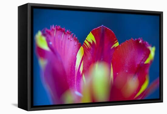 Red Tulip with Yellow Pattern, Close-Up, Detail-Brigitte Protzel-Framed Premier Image Canvas