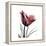 Red Tulip-Albert Koetsier-Framed Stretched Canvas