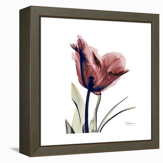 Red Tulip-Albert Koetsier-Framed Stretched Canvas