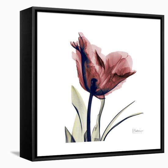 Red Tulip-Albert Koetsier-Framed Stretched Canvas