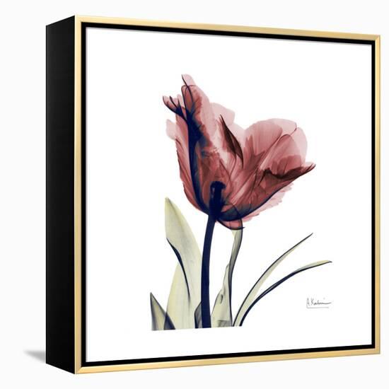 Red Tulip-Albert Koetsier-Framed Stretched Canvas