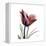 Red Tulip-Albert Koetsier-Framed Stretched Canvas