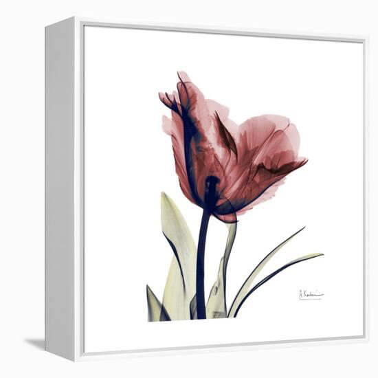 Red Tulip-Albert Koetsier-Framed Stretched Canvas