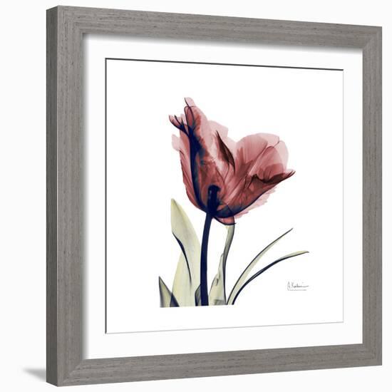 Red Tulip-Albert Koetsier-Framed Premium Giclee Print