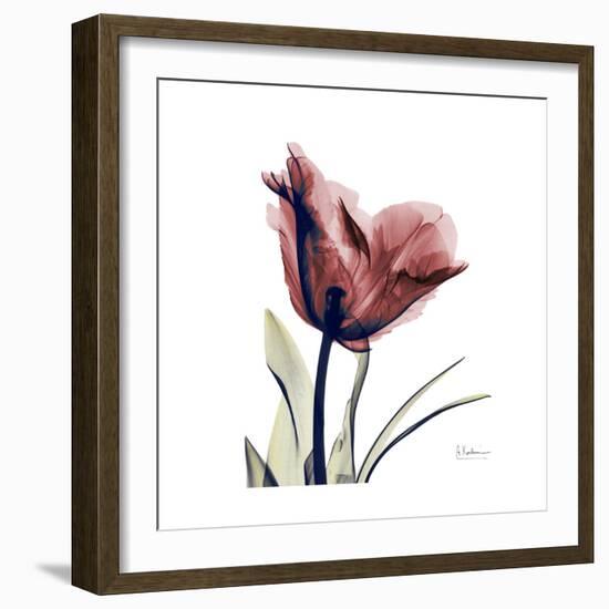 Red Tulip-Albert Koetsier-Framed Premium Giclee Print