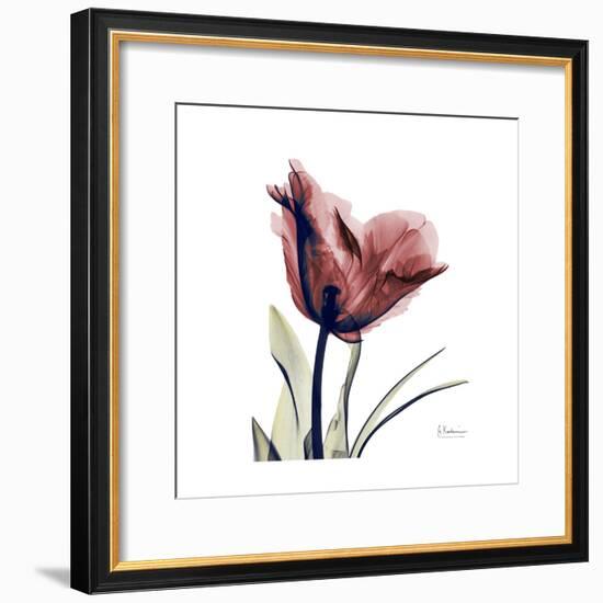 Red Tulip-Albert Koetsier-Framed Premium Giclee Print