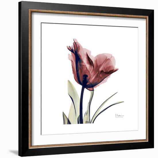 Red Tulip-Albert Koetsier-Framed Premium Giclee Print