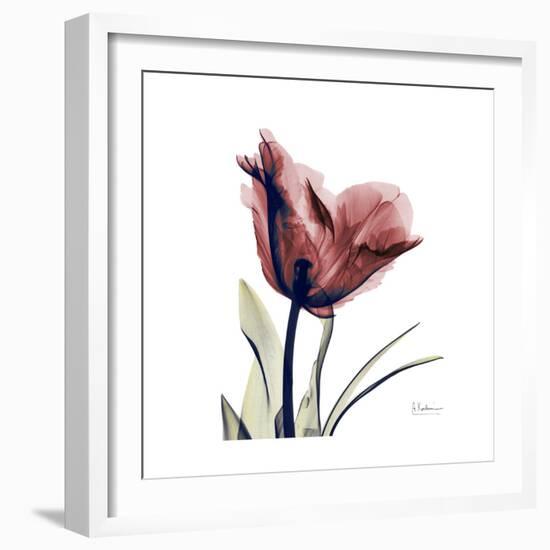 Red Tulip-Albert Koetsier-Framed Premium Giclee Print