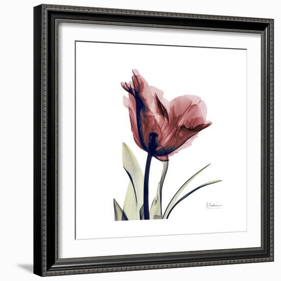 Red Tulip-Albert Koetsier-Framed Premium Giclee Print