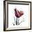 Red Tulip-Albert Koetsier-Framed Premium Giclee Print