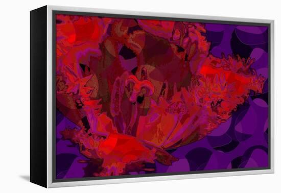 Red Tulip-Scott J. Davis-Framed Premier Image Canvas