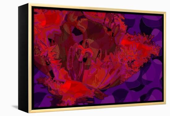 Red Tulip-Scott J. Davis-Framed Premier Image Canvas