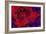 Red Tulip-Scott J. Davis-Framed Giclee Print