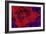 Red Tulip-Scott J. Davis-Framed Giclee Print