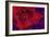 Red Tulip-Scott J. Davis-Framed Giclee Print