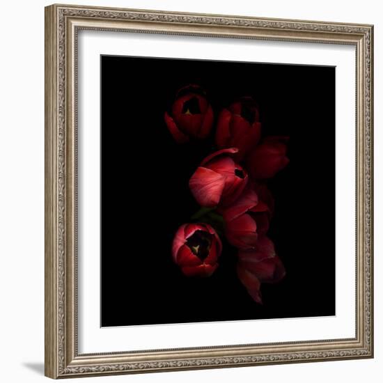 Red Tulips 4-Magda Indigo-Framed Photographic Print