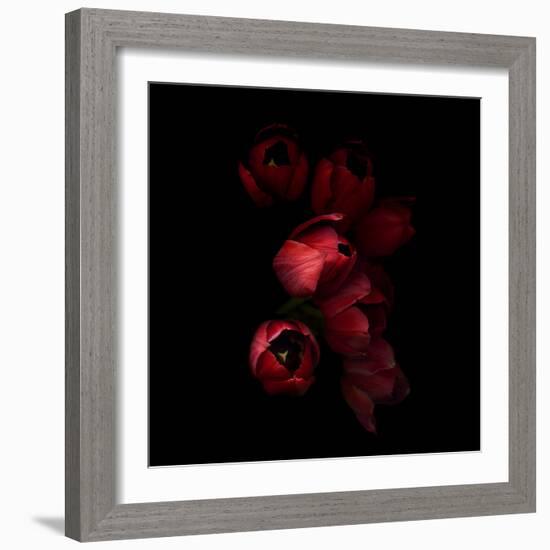 Red Tulips 4-Magda Indigo-Framed Photographic Print