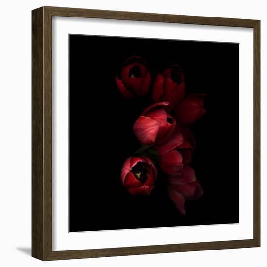 Red Tulips 4-Magda Indigo-Framed Photographic Print