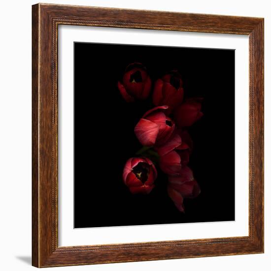 Red Tulips 4-Magda Indigo-Framed Photographic Print