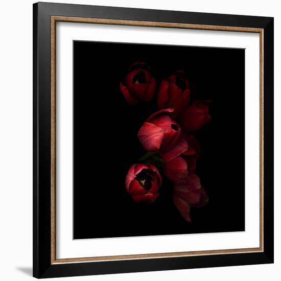 Red Tulips 4-Magda Indigo-Framed Photographic Print