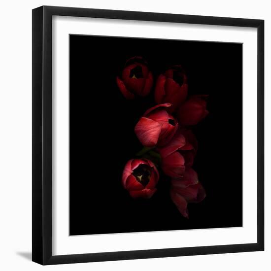 Red Tulips 4-Magda Indigo-Framed Photographic Print