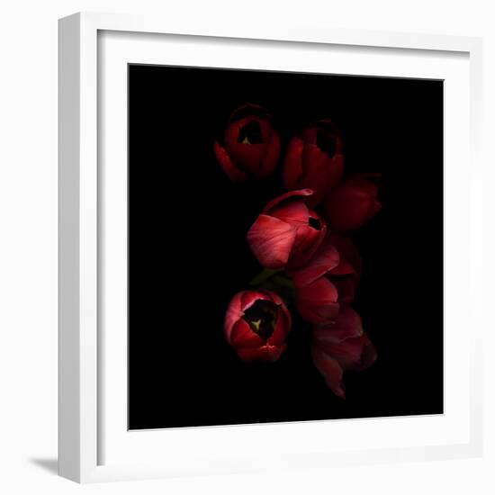 Red Tulips 4-Magda Indigo-Framed Photographic Print
