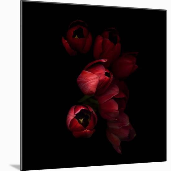 Red Tulips 4-Magda Indigo-Mounted Photographic Print