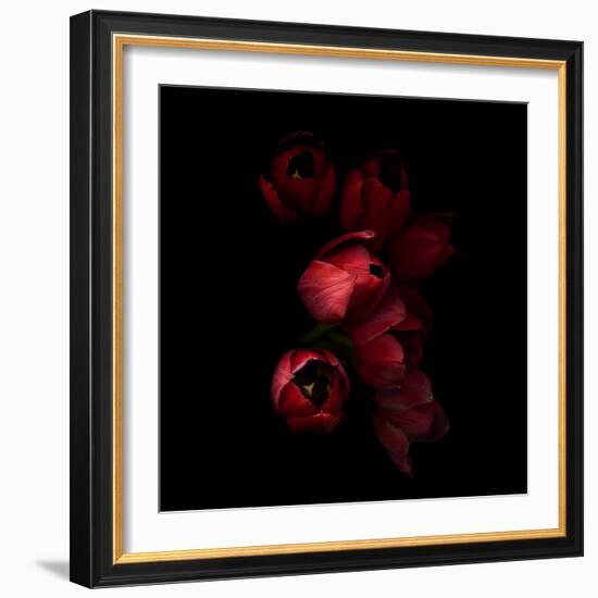 Red Tulips 4-Magda Indigo-Framed Photographic Print