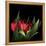 Red Tulips 5-Magda Indigo-Framed Stretched Canvas