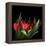 Red Tulips 5-Magda Indigo-Framed Stretched Canvas