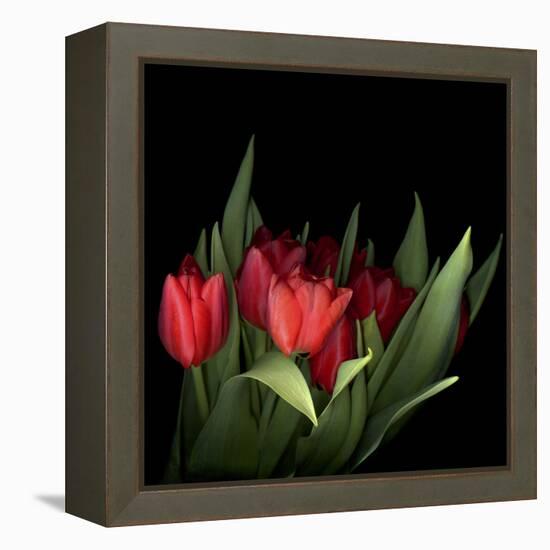 Red Tulips 5-Magda Indigo-Framed Stretched Canvas