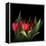 Red Tulips 5-Magda Indigo-Framed Stretched Canvas