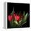 Red Tulips 5-Magda Indigo-Framed Stretched Canvas