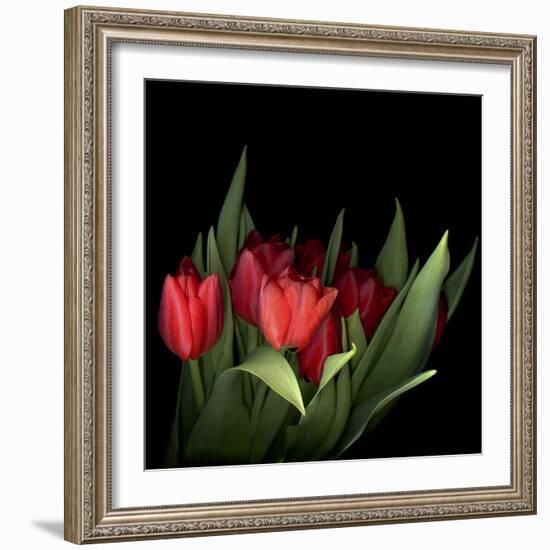 Red Tulips 5-Magda Indigo-Framed Photographic Print