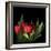 Red Tulips 5-Magda Indigo-Framed Photographic Print