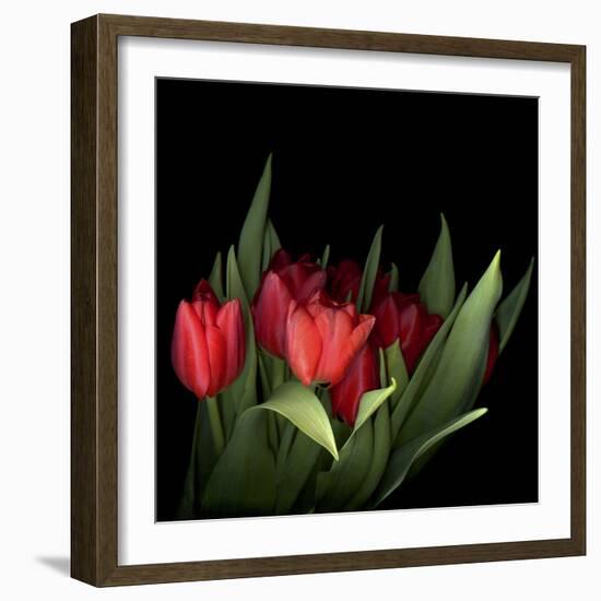 Red Tulips 5-Magda Indigo-Framed Photographic Print