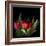 Red Tulips 5-Magda Indigo-Framed Photographic Print