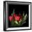 Red Tulips 5-Magda Indigo-Framed Photographic Print