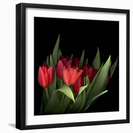 Red Tulips 5-Magda Indigo-Framed Photographic Print