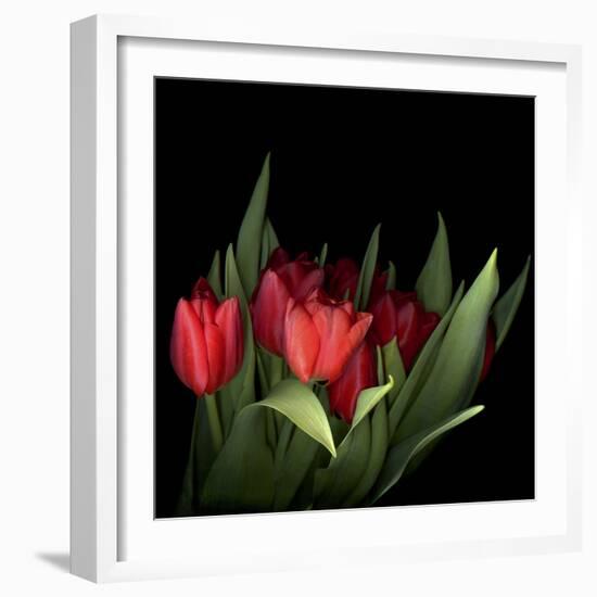 Red Tulips 5-Magda Indigo-Framed Photographic Print