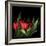 Red Tulips 5-Magda Indigo-Framed Photographic Print
