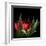 Red Tulips 5-Magda Indigo-Framed Photographic Print