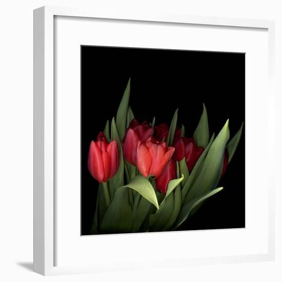 Red Tulips 5-Magda Indigo-Framed Photographic Print