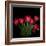 Red Tulips 6-Magda Indigo-Framed Photographic Print