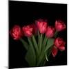 Red Tulips 6-Magda Indigo-Mounted Photographic Print